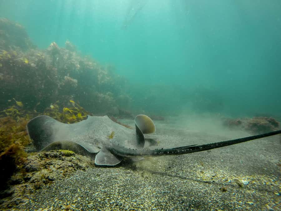 Goat Island Guided Snorkeling Tour for Beginners - What the $56 price really includes