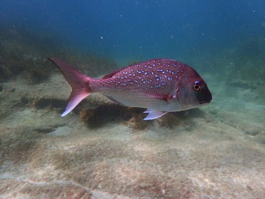 Goat Island Guided Snorkeling Tour for Beginners - Practical tips for a smoother morning