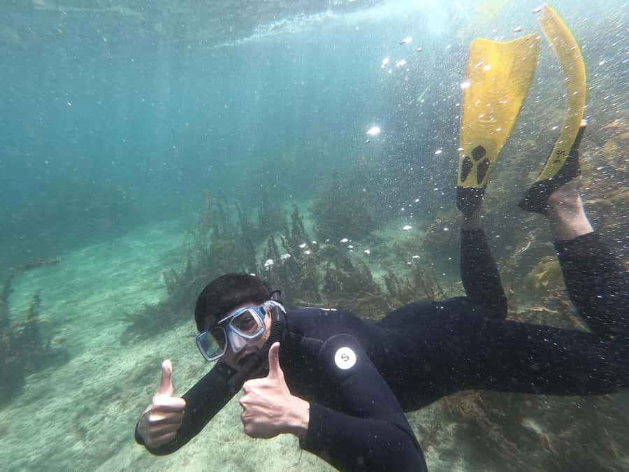 Goat Island Guided Snorkelling Tour For Advanced - The 3-kilometre move to New Zealand’s first marine reserve