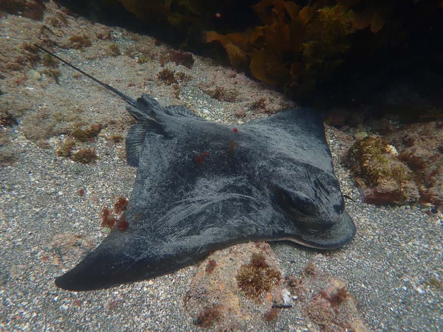 Goat Island Guided Snorkelling Tour For Advanced - Marine life around Goat Island