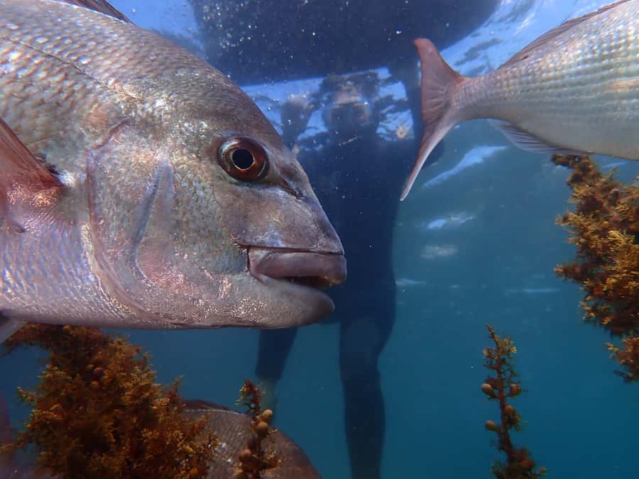 Goat Island Guided Snorkelling Tour For Advanced - Keeping the equipment for the rest of the day