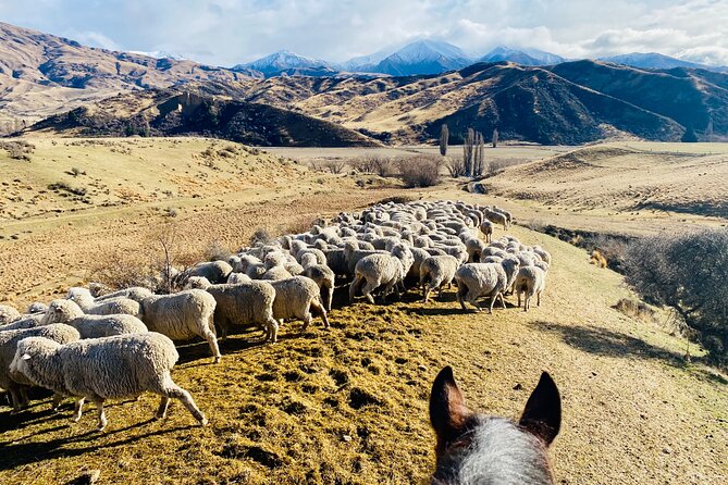 Gold Discovery Trail Horse Trek Cardrona - Most popular! - Crossing streams and climbing the mountain lanes