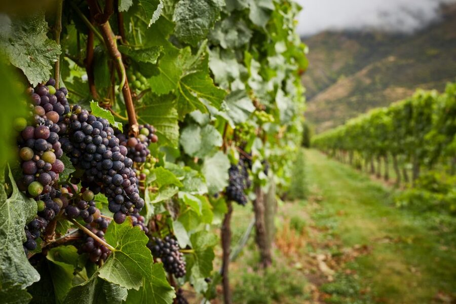 Gourmet Food and Wine Tour with Lunch and Wine Tastings - Who should book this experience?