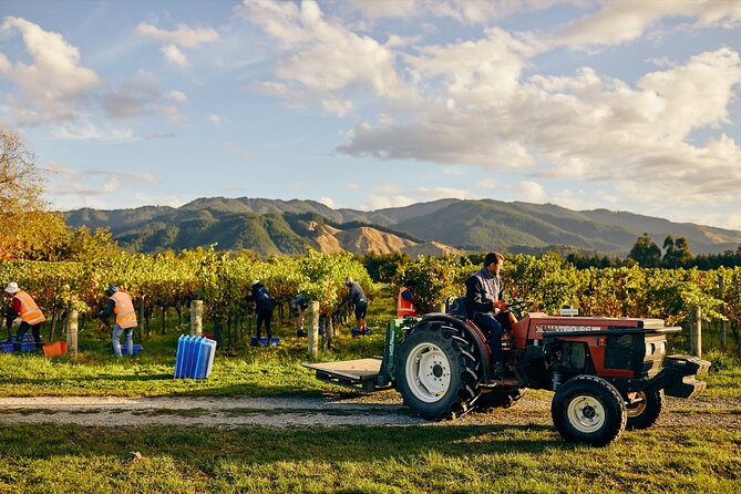 Gourmet Gold Wine Tour: Indulge in Cloudy Bay's finest wines - Ending with chocolate at Makana Confections