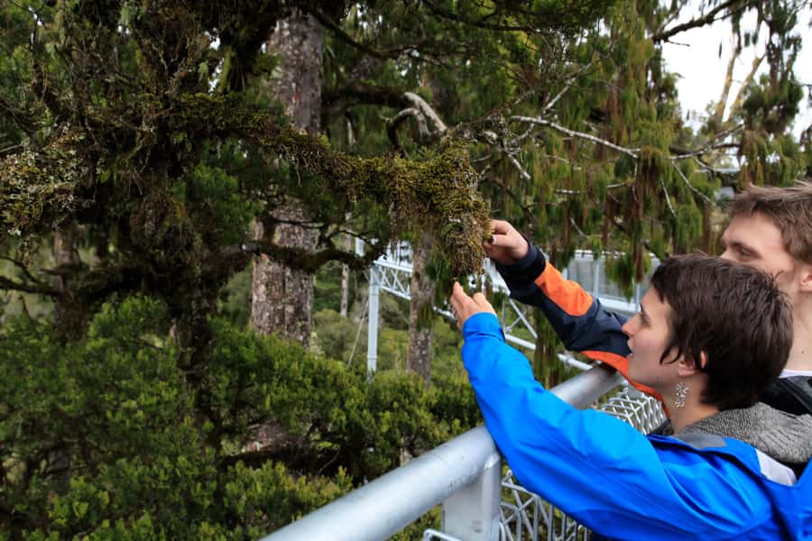 Greymouth: Hokitika Gorge and Tree Top Walkway Half-Day Tour - Who should book this West Coast outing?
