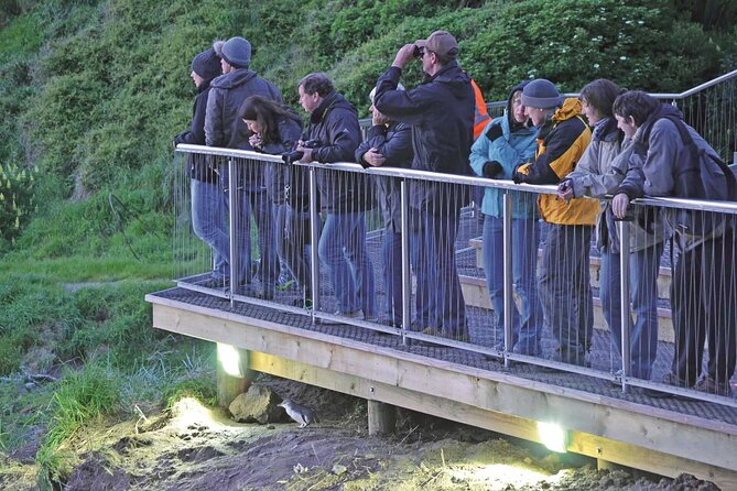 Guided Evening Penguin Viewing Otago Peninsula, Dunedin, New Zealand - Key points before you book