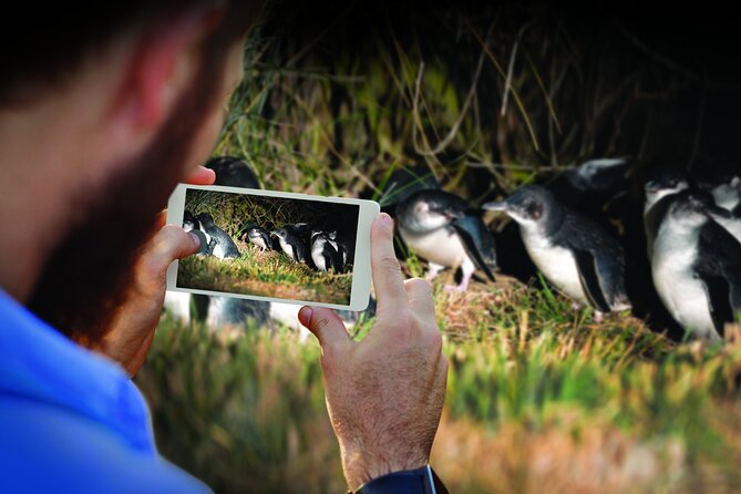 Guided Evening Penguin Viewing Otago Peninsula, Dunedin, New Zealand - Why the Otago Peninsula is worth an evening