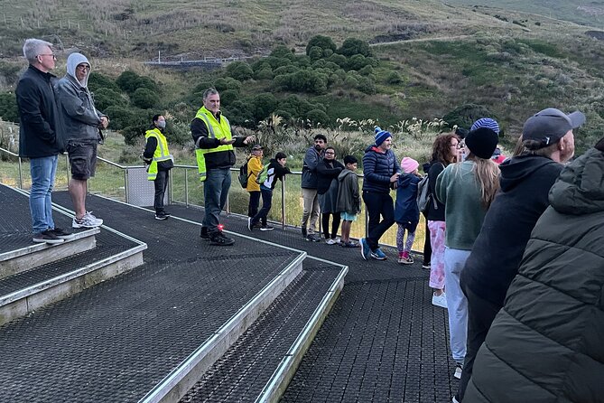 Guided Evening Penguin Viewing Otago Peninsula, Dunedin, New Zealand - Getting there from Dunedin