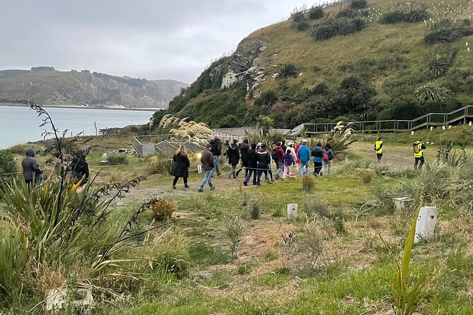 Guided Evening Penguin Viewing Otago Peninsula, Dunedin, New Zealand - Is $34.13 good value?