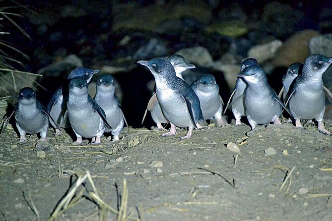Guided Evening Penguin Viewing Otago Peninsula, Dunedin, New Zealand - The 300-metre walk to the viewing platform