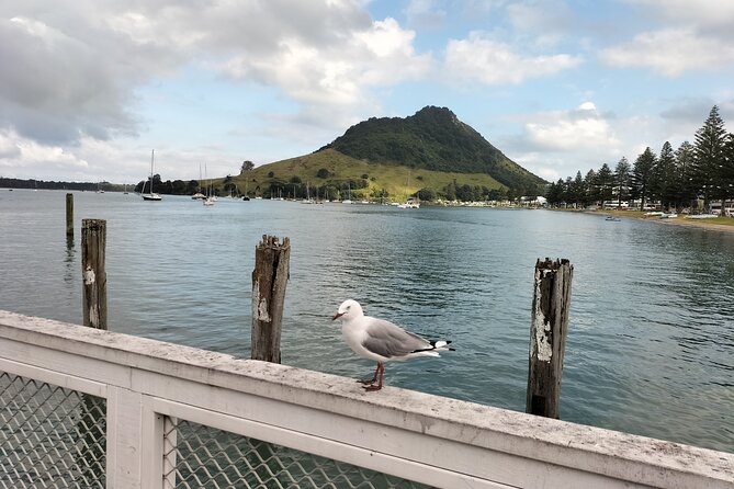 Guided Māori History and Culture Tour to Rotorua and Tauranga - Mount Maunganui and the first Māori stories