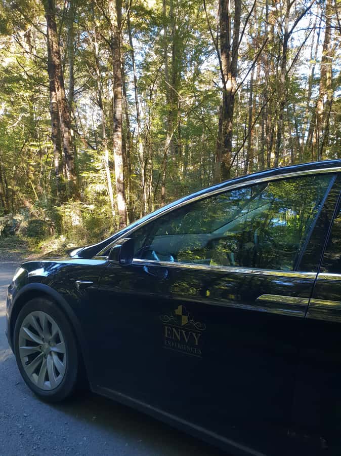 Guided Private Milford Sound Day Tour from Te Anau(Cruise In - Who will enjoy this most?