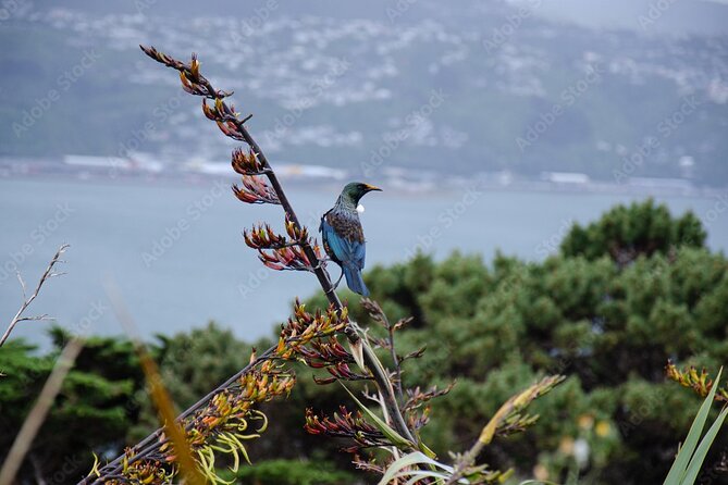 Guided Small Group Walking Tour in Wellington - Suburban Wellington most tours miss