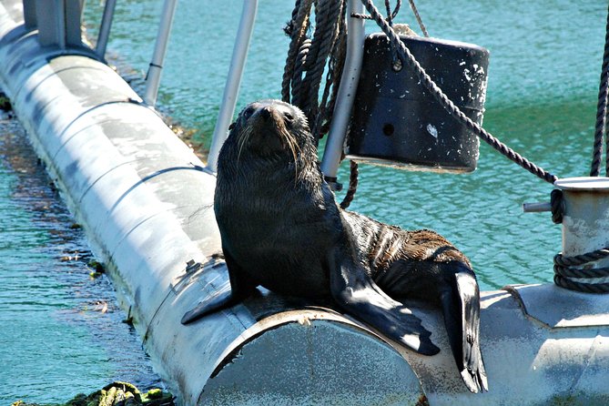 Half-Day Cruise in Marlborough Sounds from Picton - What this Picton cruise is really like