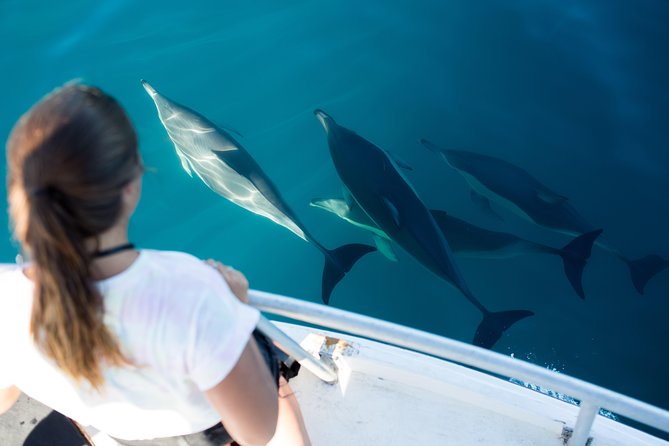 Half Day Dolphin & Wildlife Cruise - Tauranga - Reading the Bay of Plenty from the water