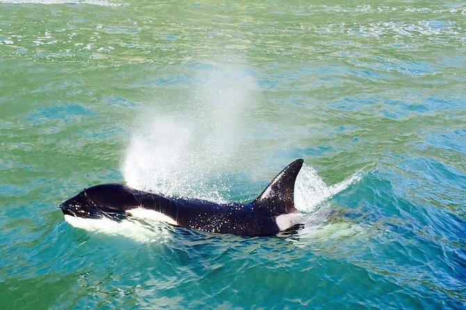 Half Day Dolphin & Wildlife Cruise - Tauranga - What the five hours feel like