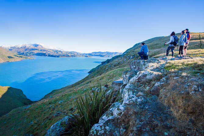 Half Day Guided Walking Tour on Banks Peninsula - Why Godley Head makes a smart half-day trip