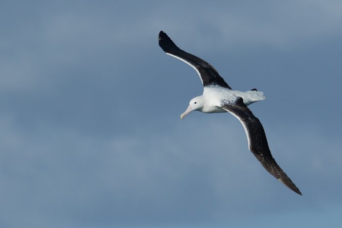 Half-Day Private City, Sights & Wildlife Tours - Why this private half-day works well in Dunedin