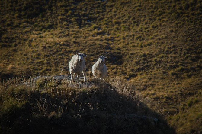 Half Day Queenstown & Beyond Private Scenic Photography Tour - What Martin’s photography instruction adds