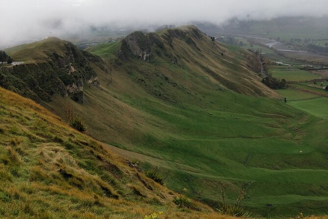 Half Day Sightseeing and Taste Tour - Te Mata Figs for a quick orchard stop