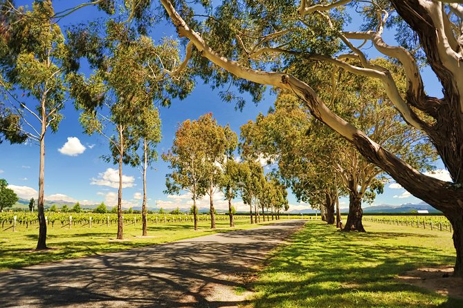 Half-Day Wine Tour from Blenheim - Why an afternoon wine tour works well in Blenheim