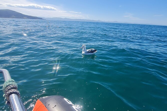 Harbour, Albatross and Wildlife Cruise on Otago Harbour - Why this cruise is worth considering