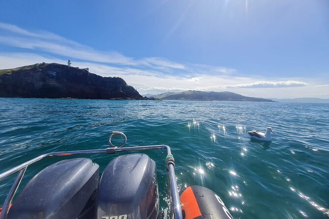 Harbour, Albatross and Wildlife Cruise on Otago Harbour - Along the Otago Peninsula by boat