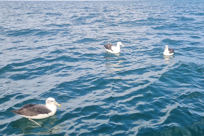 Harbour, Albatross and Wildlife Cruise on Otago Harbour - Taiaroa Head and the Northern Royal Albatross