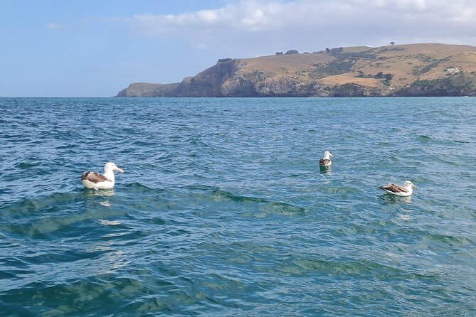 Harbour, Albatross and Wildlife Cruise on Otago Harbour - Wildlife sightings and the role of the skipper