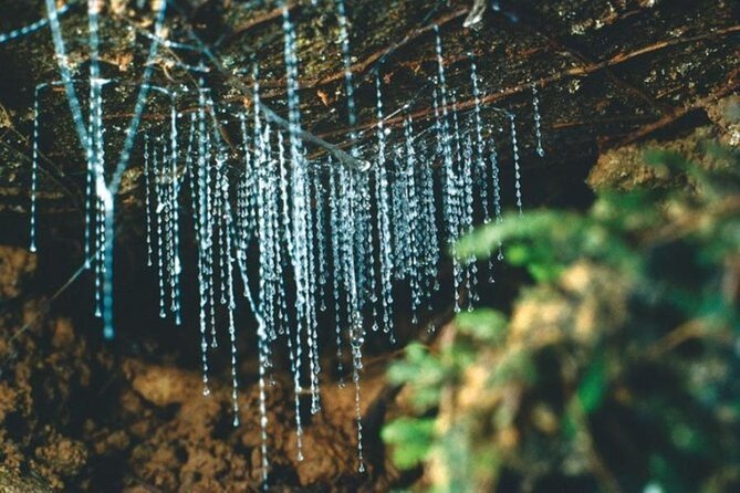 Haruru Waterfalls and Glow Worm Caves Tour - Key points at a glance