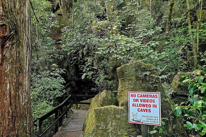 Haruru Waterfalls and Glow Worm Caves Tour - Why this short Paihia tour works so well