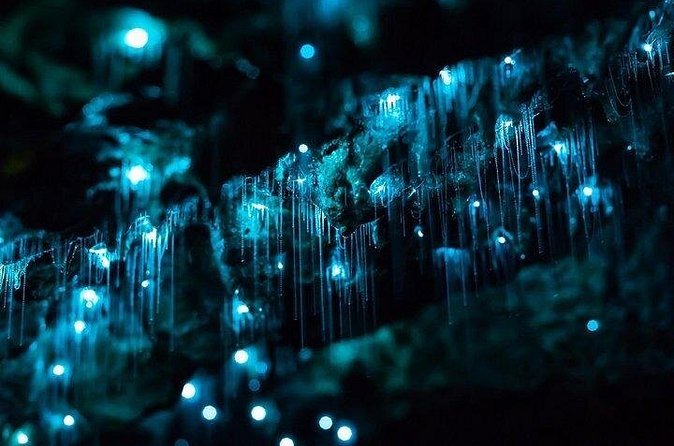Haruru Waterfalls and Glow Worm Caves Tour - Inside the Kawiti Glow Worm Caves