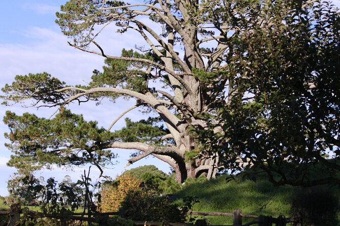 Hobbiton Afternoon Tour in Luxury Minibus from Auckland - Is $242.64 good value?