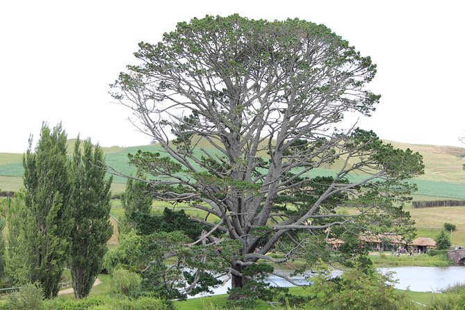 Hobbiton Afternoon Tour in Luxury Minibus from Auckland - Arriving at the Shire’s Rest