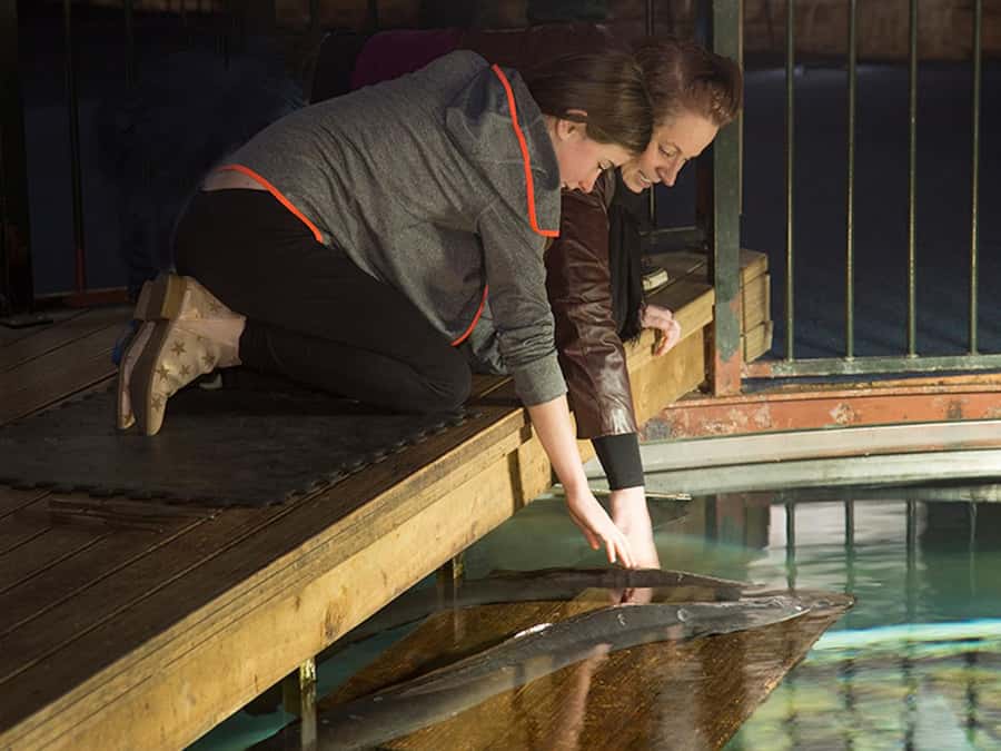 Hokitika: The National Kiwi Centre Tickets - A small Hokitika stop with a serious conservation purpose
