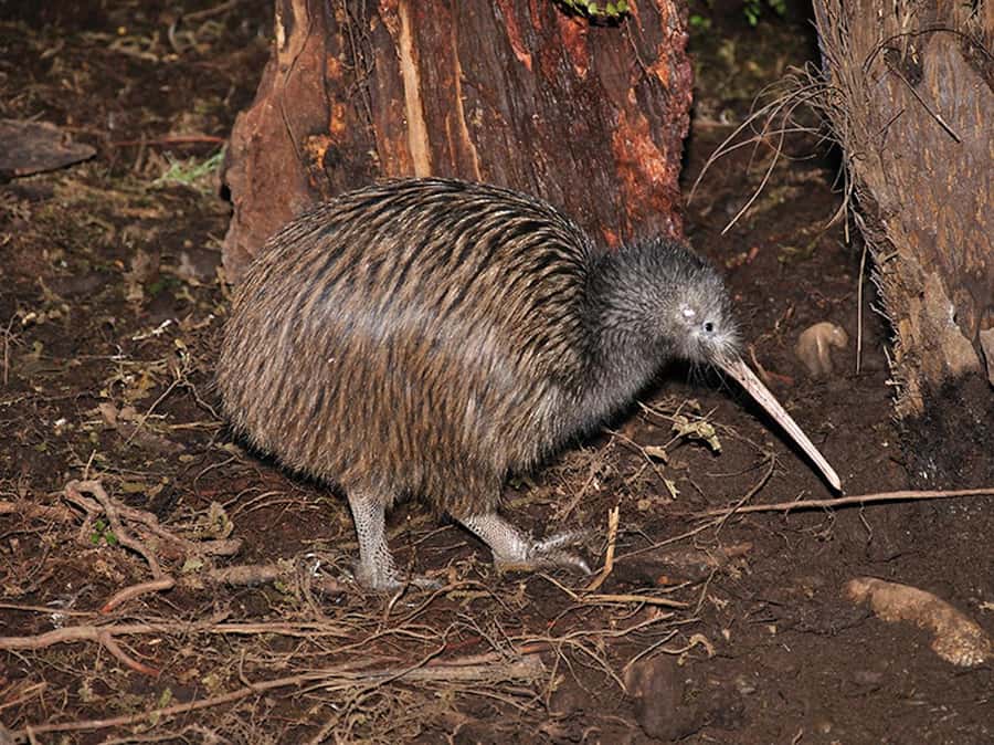 Hokitika: The National Kiwi Centre Tickets - Giant eels and the best timed part of the visit