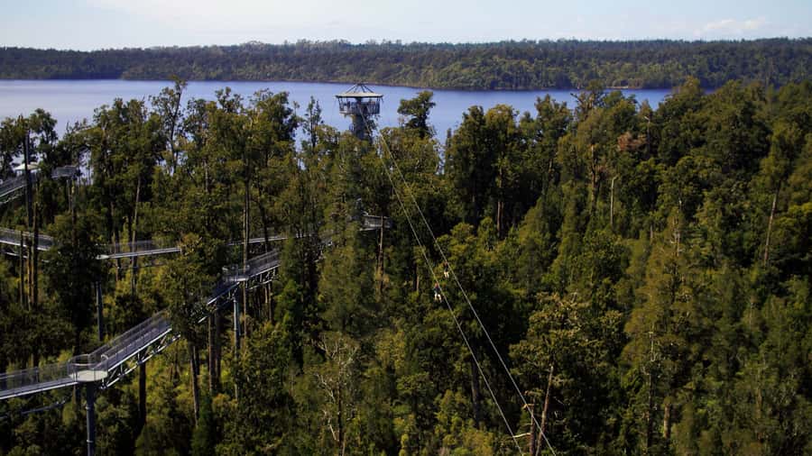 Hokitika: West Coast Tree Top Tower Zip Line and Walk - Key points to know before you go