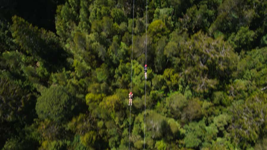 Hokitika: West Coast Tree Top Tower Zip Line and Walk - What the staff do well