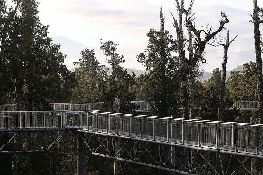 Hokitika: West Coast Treetop Walkway Entrance Ticket - Ancient Rimu, Kamahi, and Birdlife