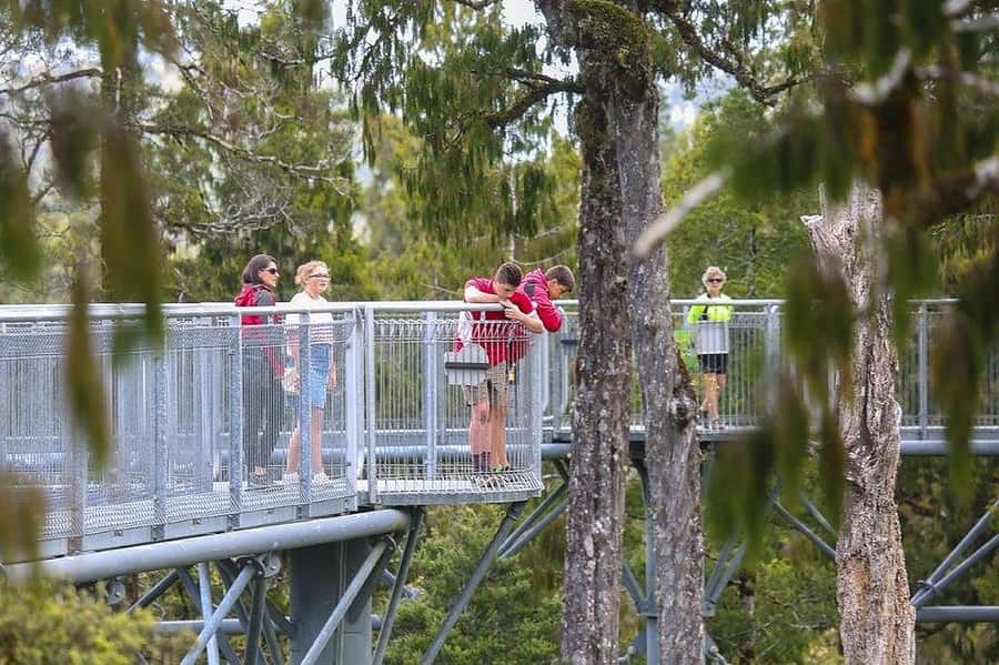 Hokitika: West Coast Treetop Walkway Entrance Ticket - Walking 20 Metres Above the Rainforest