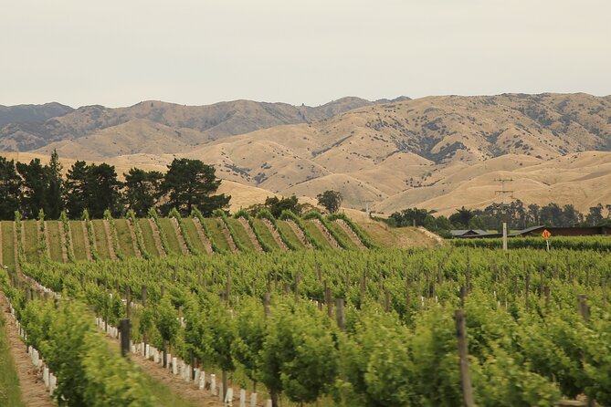 Hop on Hop off Wine Tours Marlborough - Omaka and Brayshaw, the best non-wine choices