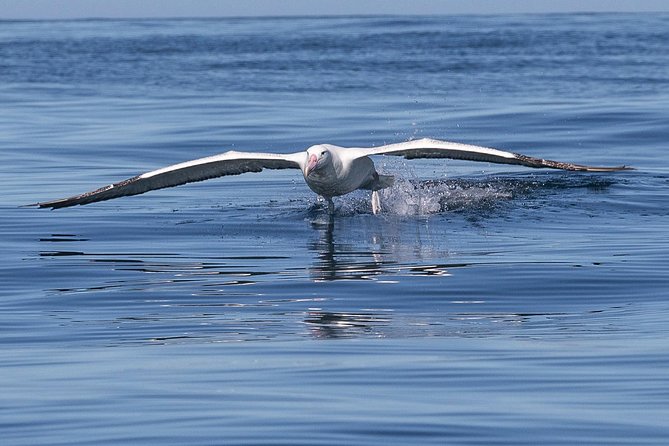 Iconic Wildlife Tour with Yellow Eyed Penguins & Royal Albatross - Baldwin Street: Dunedin’s amusing urban detour