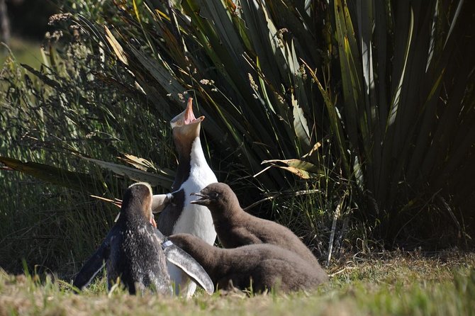 Iconic Wildlife Tour with Yellow Eyed Penguins & Royal Albatross - Royal Albatross Centre: free entry, with an optional upgrade