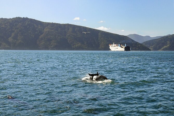 InterIslander Ferry - Picton to Wellington - What the Picton to Wellington crossing is really like