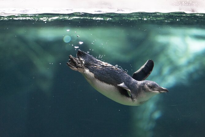 International Antarctic Centre General Admission Ticket - The 4D film adds motion and weather