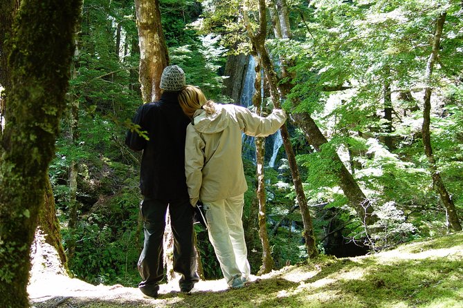 Jet Boat and Wilderness Walk Tour from Wanaka - The 50-minute forest walk