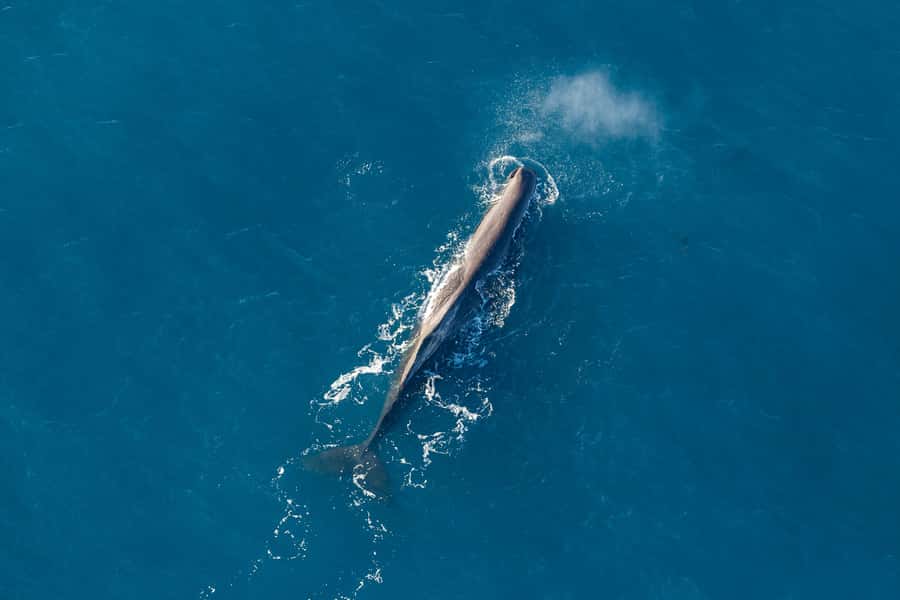 Kaikoura: 1-Hour Whale Watching Helicopter Tour - Why Kaikōura is such a good place for an aerial whale tour