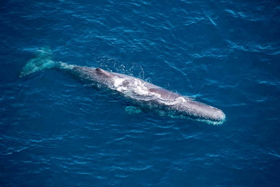 Kaikoura: 1-Hour Whale Watching Helicopter Tour - Sperm whales from a bird’s-eye view