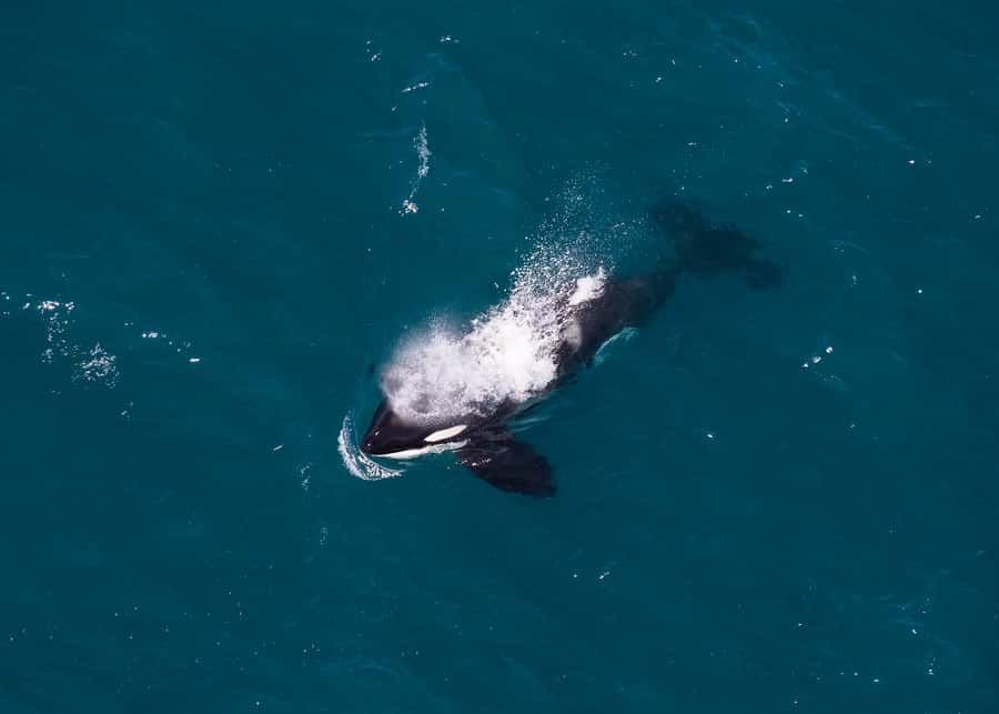 Kaikoura: 1-Hour Whale Watching Helicopter Tour - Dusky dolphins, fur seals, and the Kaikōura Peninsula