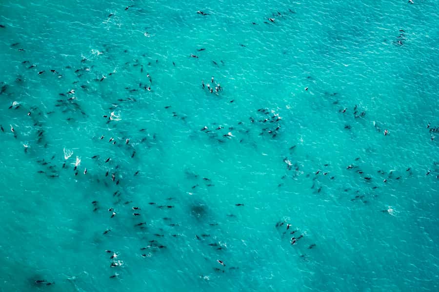 Kaikoura: 1-Hour Whale Watching Helicopter Tour - Commentary about whales, earthquakes, and local geography